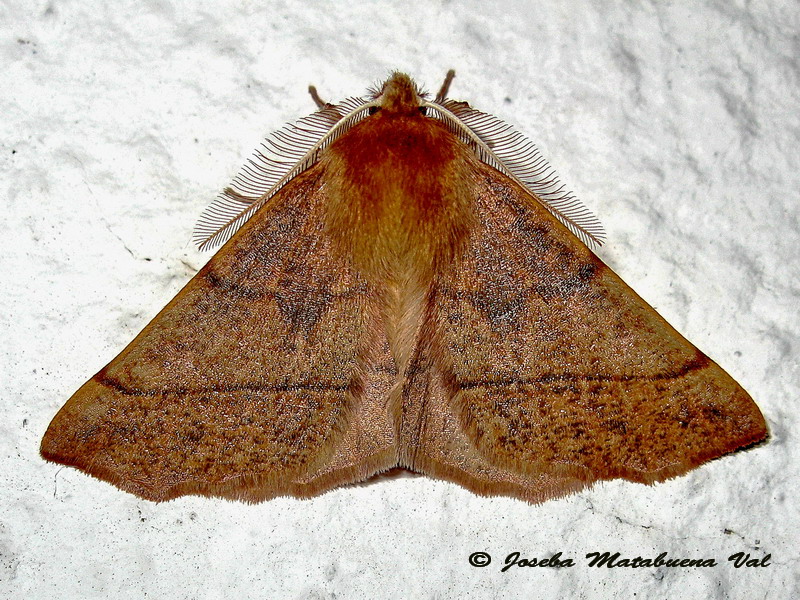 Colotois pennaria - Geometridae